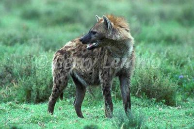 laughing hyenas