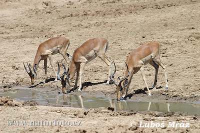 impala family