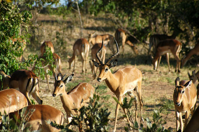 impalas group