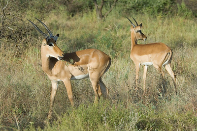 impala wildlife