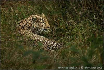 leopard male
