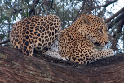 leopard picture