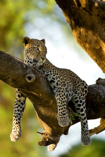 leopard tree
