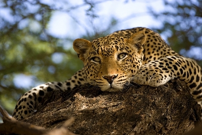 leopards africa