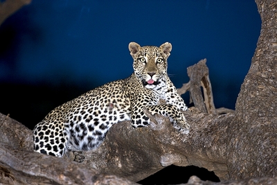 the leopard