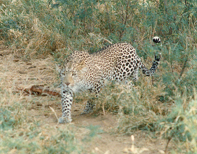 wild-leopard