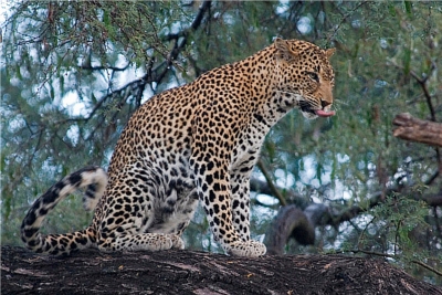 wildlife leopard