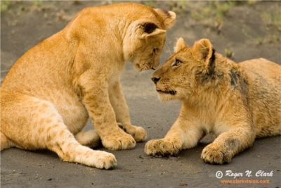 cubs lion fun