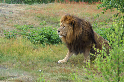 the king african lion