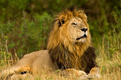 lion's habitat