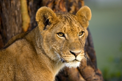young lion