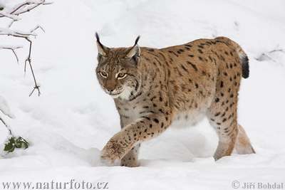 lynx animal