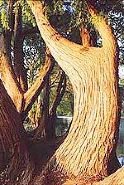 dancing tree