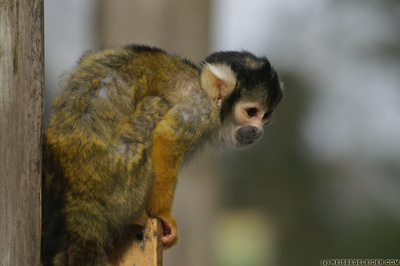bolivian squirrel monkey