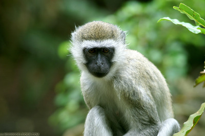 the vervet monkey
