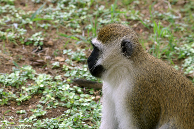 vervet monkey animal