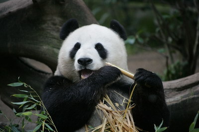 giant panda dait