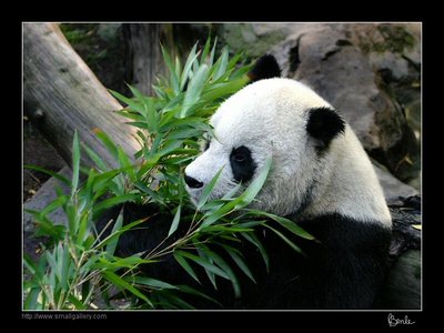 panda wild