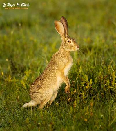 rabbit female