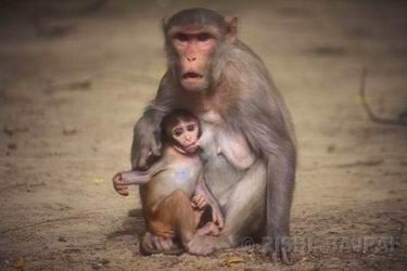 rhesus macaque life 