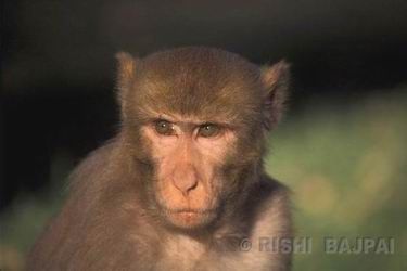 rhesus monkey  male