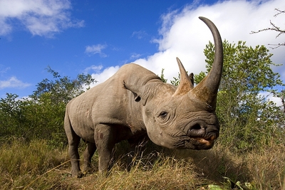rhino's facts