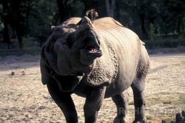 rhino picture