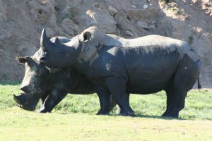 rhinocero animal