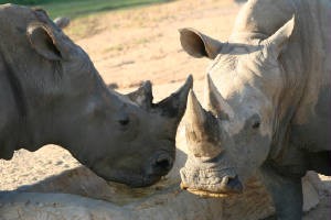 rhino's horn