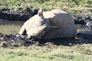 the rhinocero