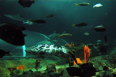aquarium fish sydney