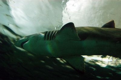 sydney aquarium sharks