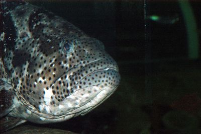 sydney australia aquarium