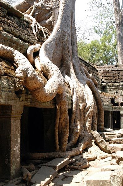 ta prohm cambodian temple