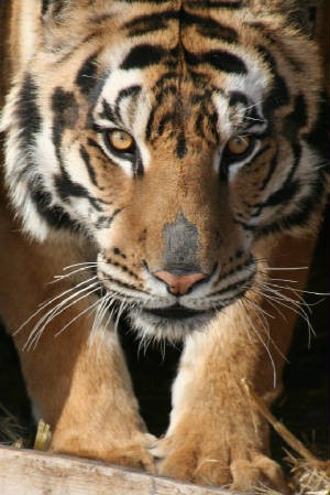 bengal tiger pic
