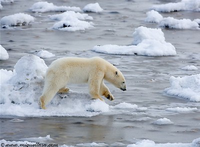 North White bear - Photorena