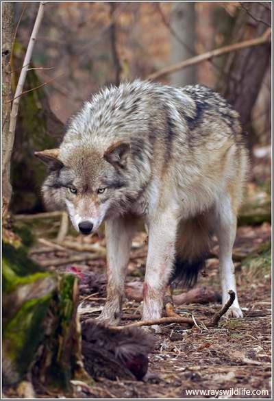 Timber Wolf - Photorena