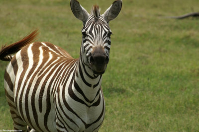 burchell zebra male