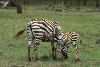 burchell zebra mother