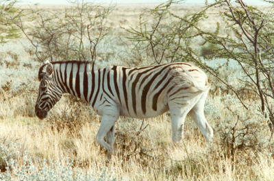 grass zebra