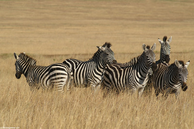 herd of burchell zebra