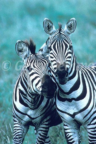 relations zebra