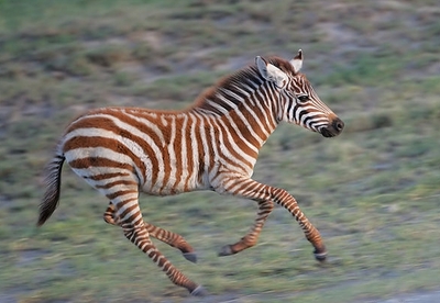 zebra baby