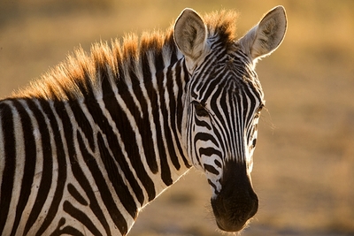 zebra's fact