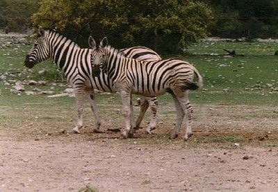 zebra faol