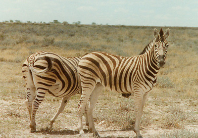 zebra pictures