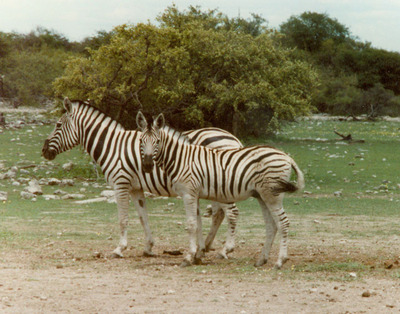 zebra wildlife