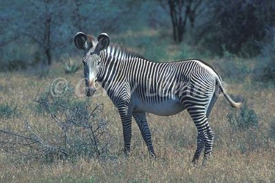zebra's habitat